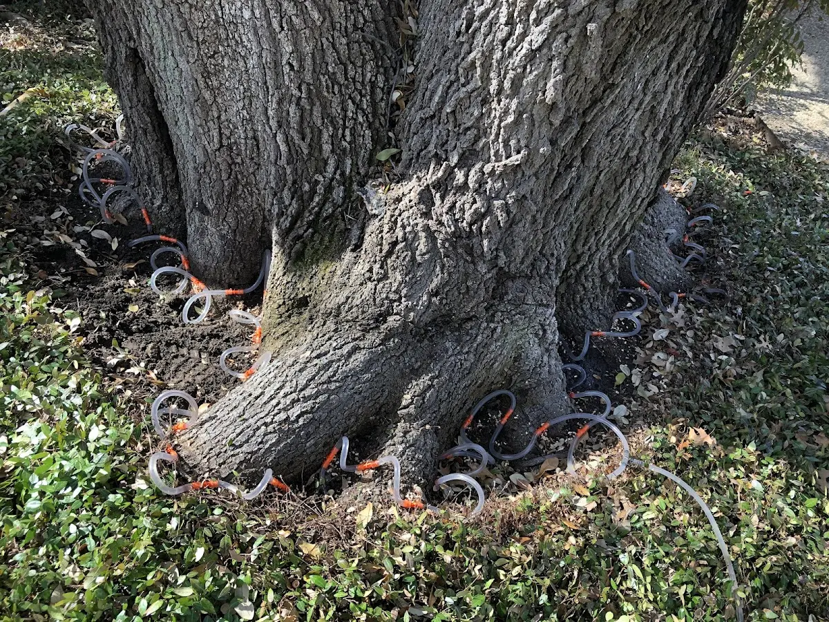 Detailed Tree Cabling and Bracing job site in Gillespie