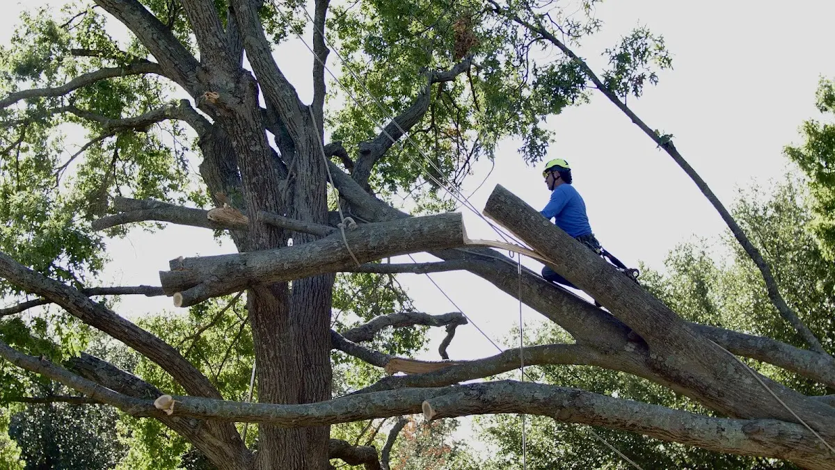 Professional Hazardous Tree Removal performed by certified arborists in Gillespie