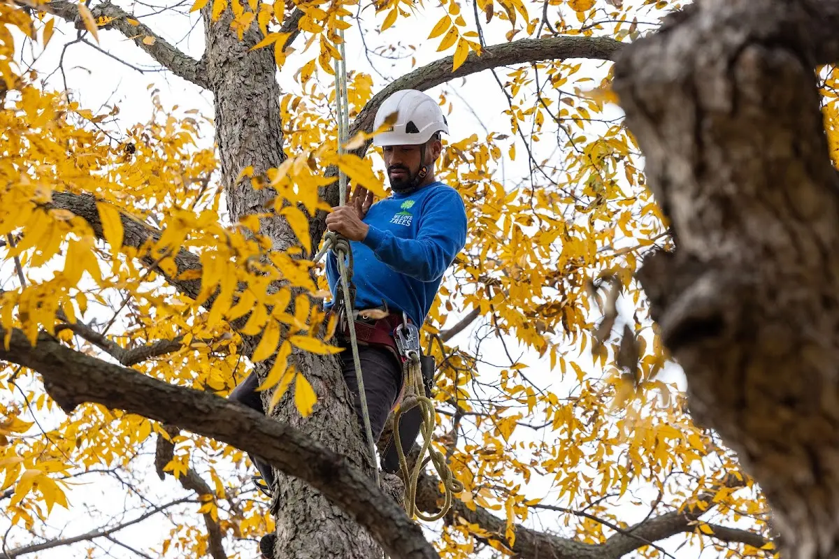 Skilled Tree Planting crew working in Gillespie